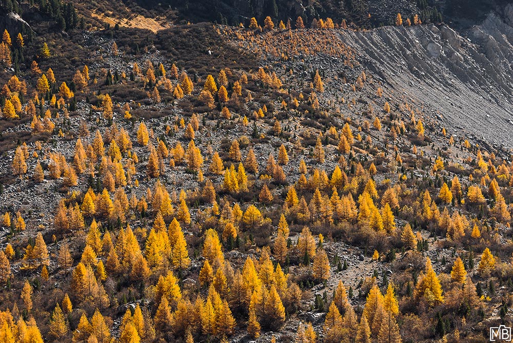 Wälder Bäume Pflanzen Lärchen Herbst Licht Engadin Pontresina Morteratsch Graubünden Schweiz