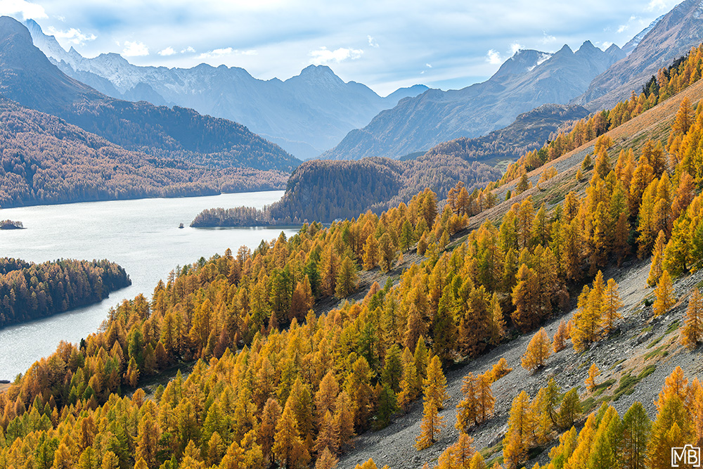 Lärchen Herbst Lärchengold Indiansummer Silsersee Oberengadin Engadin Graubünden Schweiz