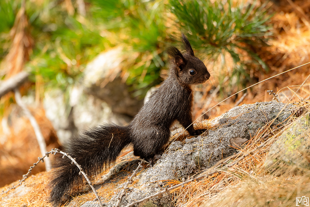Tiere Natur Animals Eichhörnchen Squirrel Engadin Graubünden Schweiz